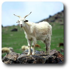 Ziegen sind wichtige Nutztiere und Fleischlieferanten in der Mongolei Mongolei Reise Ziege