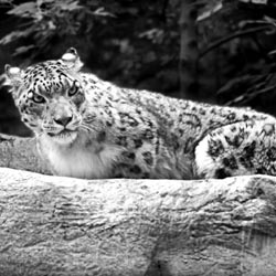 Mongolei Schneeleopard Mongolei Schneeleopard