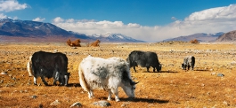 Sehen Sie die Steppe auf unseren Mongolei Reisen